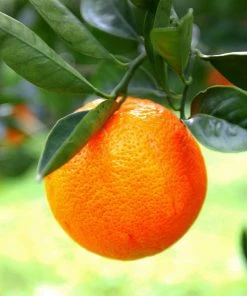 Fast Growing Trees Sanguinelli Blood Orange Tree