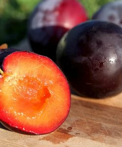 Fast Growing Trees Plum Trees Santa Rosa Plum Tree