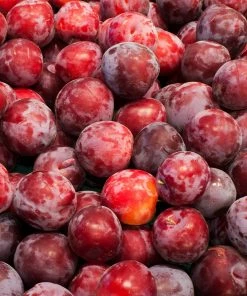 Fast Growing Trees Plum Trees Santa Rosa Plum Tree 11 Fast Growing Trees Plum Trees Santa Rosa Plum Tree