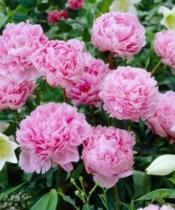 Fast Growing Trees Sarah Bernhardt Peony Deer Resistant Plants