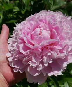 Fast Growing Trees Sarah Bernhardt Peony Deer Resistant Plants