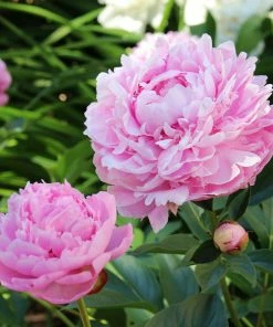 Fast Growing Trees Sarah Bernhardt Peony Deer Resistant Plants