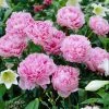 Fast Growing Trees Sarah Bernhardt Peony Deer Resistant Plants