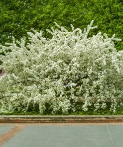 Fast Growing Trees Sargent Crabapple Tree Crabapple Trees