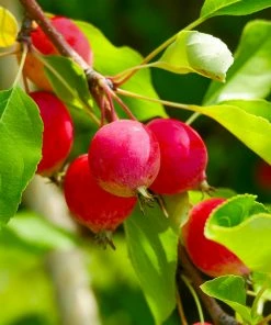 Fast Growing Trees Sargent Crabapple Tree Crabapple Trees