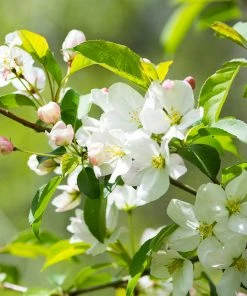 Fast Growing Trees Sargent Crabapple Tree Crabapple Trees