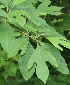 Fast Growing Trees Sassafras Tree See All Fruit Trees