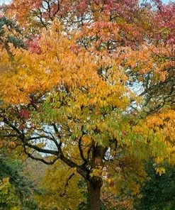 Fast Growing Trees Sassafras Tree See All Fruit Trees