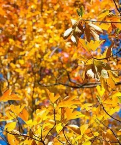 Fast Growing Trees Sassafras Tree See All Fruit Trees