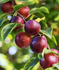 Fast Growing Trees Plum Trees Satsuma Plum Tree