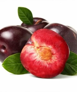 Fast Growing Trees Plum Trees Satsuma Plum Tree