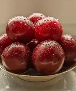 Fast Growing Trees Plum Trees Satsuma Plum Tree