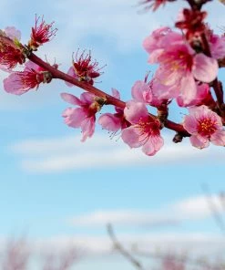 Fast Growing Trees Donut Saturn Peach Tree See All Fruit Trees
