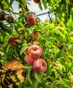 Fast Growing Trees Donut Saturn Peach Tree See All Fruit Trees