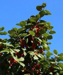Fast Growing Trees Holly Trees American Holly
