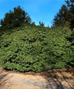 Fast Growing Trees Holly Trees American Holly