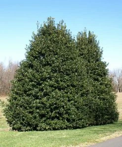 Fast Growing Trees Holly Trees American Holly