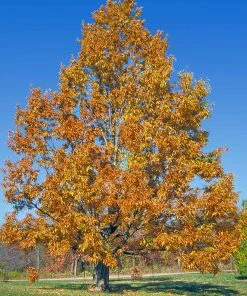 Fast Growing Trees Sawtooth Oak Tree