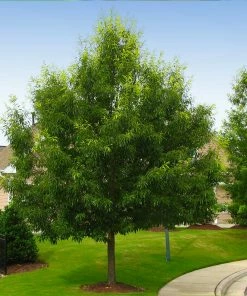 Fast Growing Trees Sawtooth Oak Tree