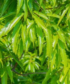 Fast Growing Trees Sawtooth Oak Tree
