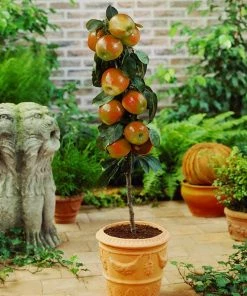 Fast Growing Trees Scarlet Sentinel Columnar Apple Tree