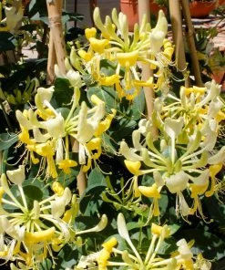 Fast Growing Trees 'Scentsation' Honeysuckle Vine