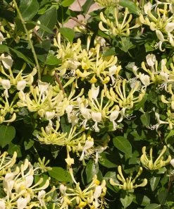 Fast Growing Trees 'Scentsation' Honeysuckle Vine