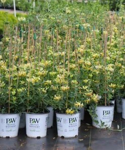 Fast Growing Trees 'Scentsation' Honeysuckle Vine