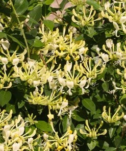 Fast Growing Trees 'Scentsation' Honeysuckle Vine