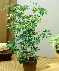Fast Growing Trees Dwarf Umbrella Tree 16 Fast Growing Trees Dwarf Umbrella Tree