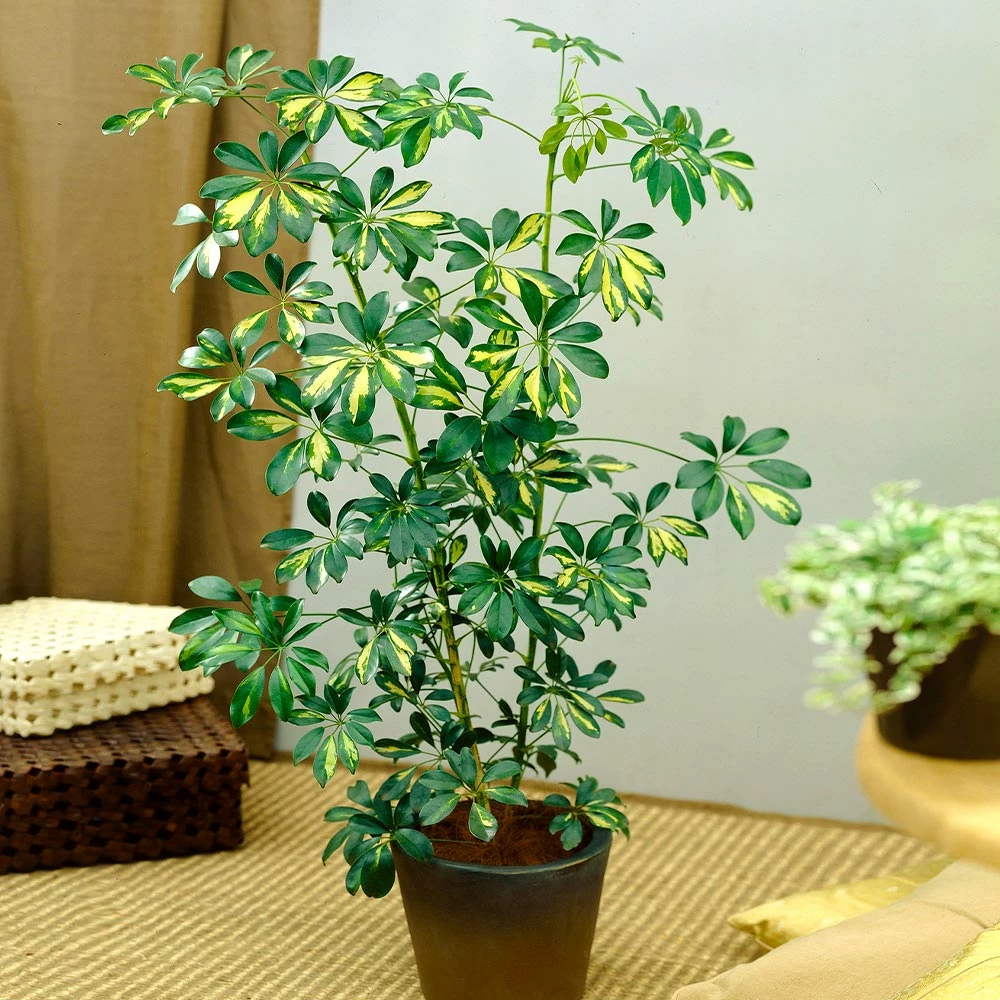 Fast Growing Trees Dwarf Umbrella Tree 9 Fast Growing Trees Dwarf Umbrella Tree