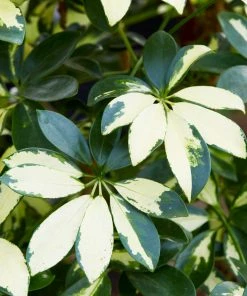 Fast Growing Trees Variegated Dwarf Umbrella Tree - Schefflera Trinette See All House & Patio