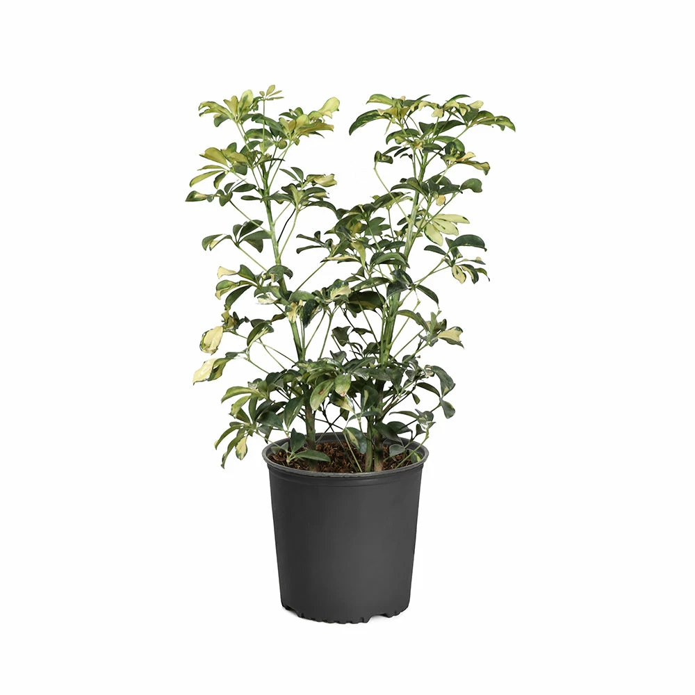 Fast Growing Trees Variegated Dwarf Umbrella Tree - Schefflera Trinette See All House & Patio 6 Fast Growing Trees Variegated Dwarf Umbrella Tree - Schefflera Trinette See All House & Patio