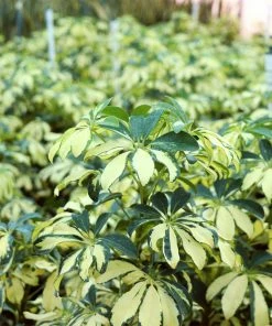 Fast Growing Trees Variegated Dwarf Umbrella Tree - Schefflera Trinette See All House & Patio 15 Fast Growing Trees Variegated Dwarf Umbrella Tree - Schefflera Trinette See All House & Patio