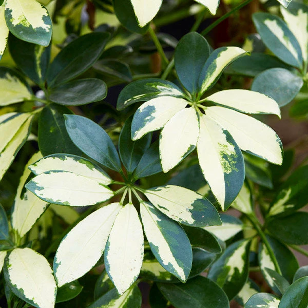 Fast Growing Trees Variegated Dwarf Umbrella Tree - Schefflera Trinette See All House & Patio 3 Fast Growing Trees Variegated Dwarf Umbrella Tree - Schefflera Trinette See All House & Patio