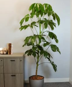 Fast Growing Trees Carefree House Plants Umbrella Tree