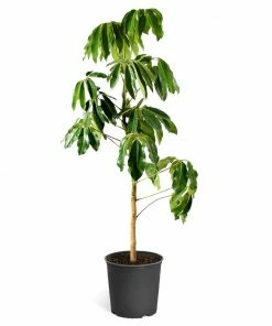 Fast Growing Trees Carefree House Plants Umbrella Tree
