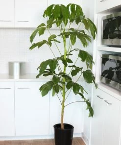 Fast Growing Trees Carefree House Plants Umbrella Tree