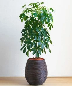 Fast Growing Trees Dwarf Umbrella Tree