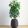 Fast Growing Trees Dwarf Umbrella Tree 2 Fast Growing Trees Dwarf Umbrella Tree