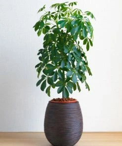 Fast Growing Trees Dwarf Umbrella Tree