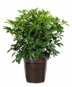 Fast Growing Trees Dwarf Umbrella Tree 14 Fast Growing Trees Dwarf Umbrella Tree