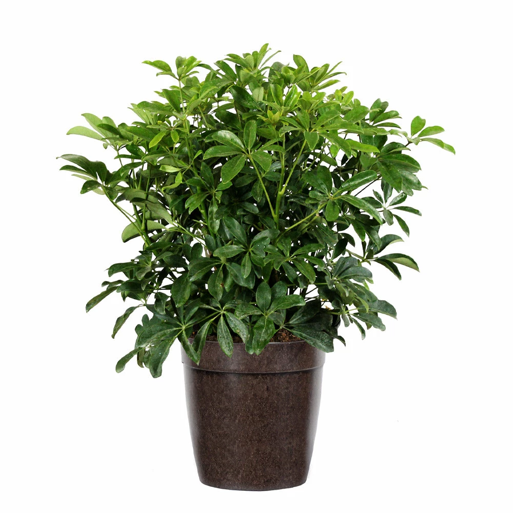 Fast Growing Trees Dwarf Umbrella Tree 7 Fast Growing Trees Dwarf Umbrella Tree
