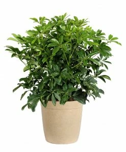 Fast Growing Trees Dwarf Umbrella Tree 13 Fast Growing Trees Dwarf Umbrella Tree