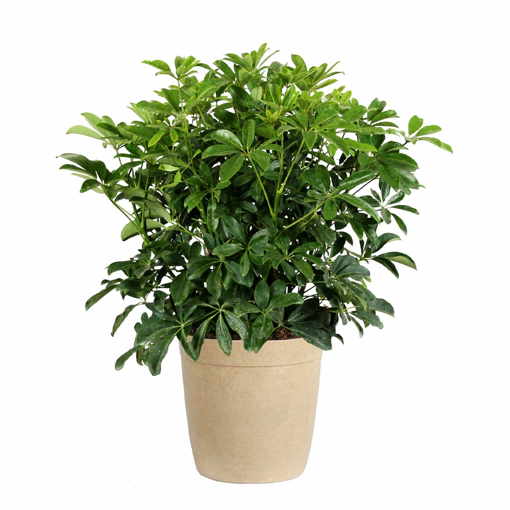 Fast Growing Trees Dwarf Umbrella Tree 6 Fast Growing Trees Dwarf Umbrella Tree