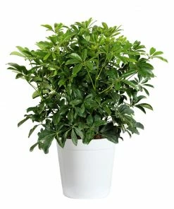 Fast Growing Trees Dwarf Umbrella Tree 12 Fast Growing Trees Dwarf Umbrella Tree