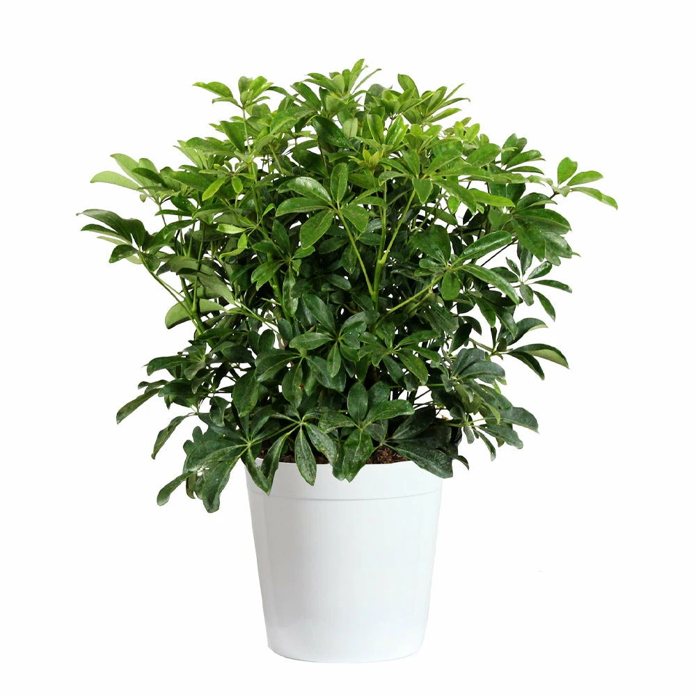 Fast Growing Trees Dwarf Umbrella Tree 5 Fast Growing Trees Dwarf Umbrella Tree