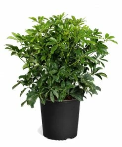 Fast Growing Trees Dwarf Umbrella Tree 15 Fast Growing Trees Dwarf Umbrella Tree