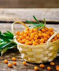 Fast Growing Trees Sea Buckthorn Most Cold Hardy