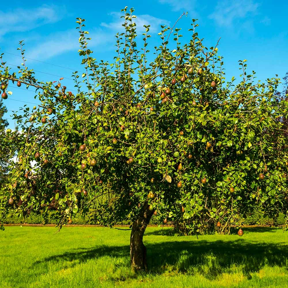 Fast Growing Trees Seckel Pear Tree 5 Fast Growing Trees Seckel Pear Tree